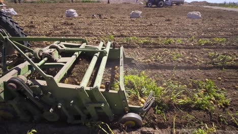 potato harvest in the field. threshing machine.