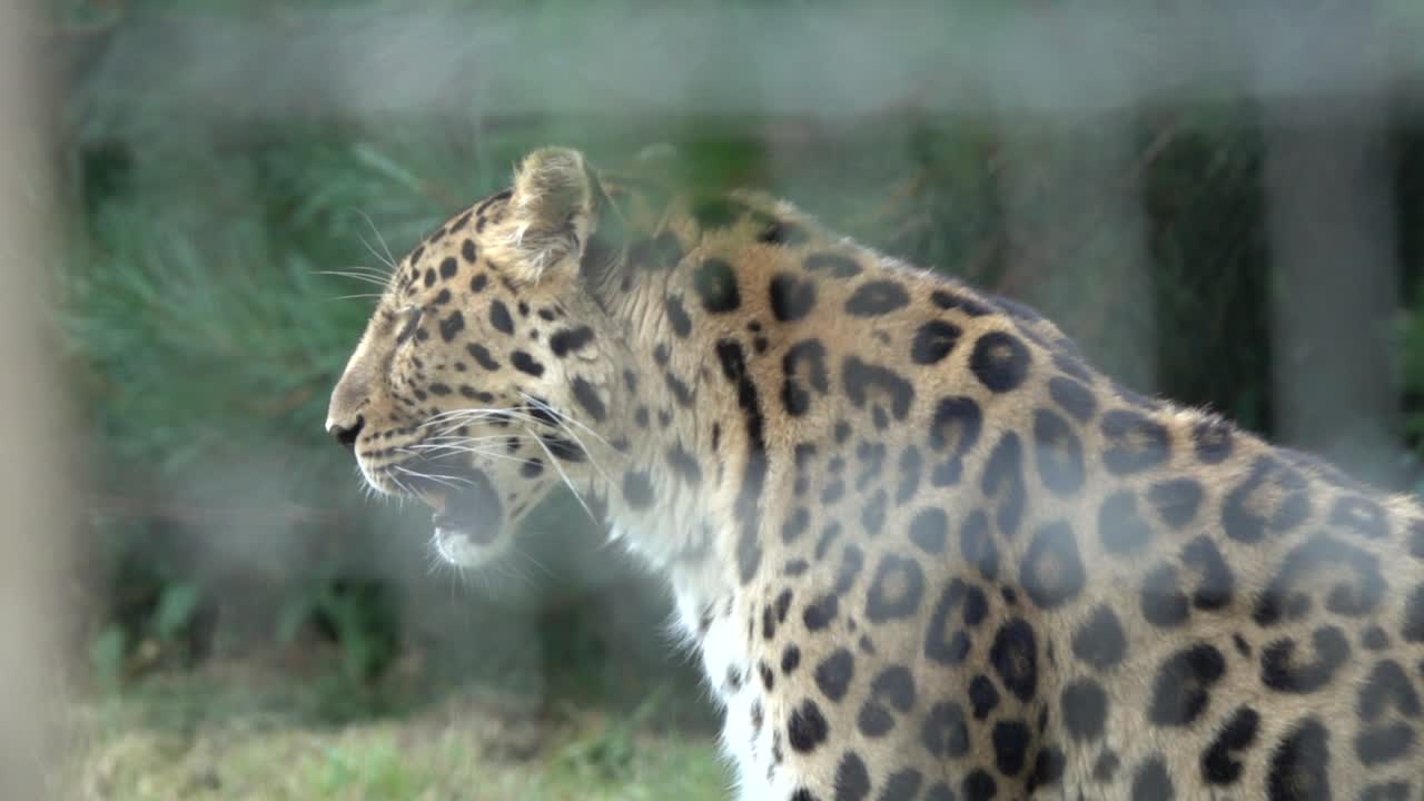 Side view captures majestic leopard yawning in forest at England, UK. The powerful feline stands with its spotted coat blending into the dappled sunlight