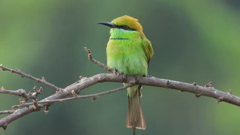 bee-eater in tree . ....