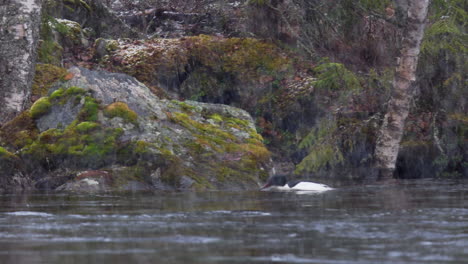 Merganser-Macho-O-Merganser-Común-Viniendo-Detrás-De-Boulder-Buscando-Comida-En-Un-Río