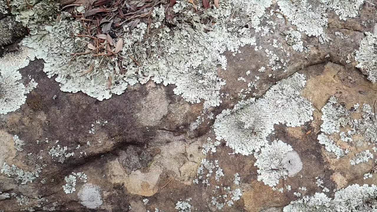 Big white Lichen algae cyanobacteria growing on big boulders of sandstone rock next to a travel hiking trail in the mountains