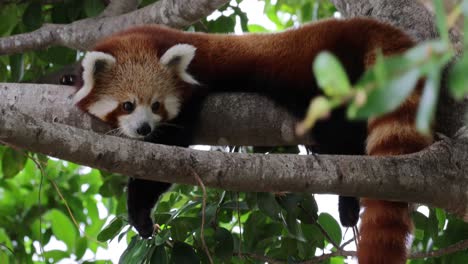 a red panda relaxes comfortably in a tree