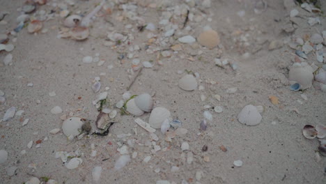 conchas esparcidas en el suelo arenoso en la playa de costa nova, aveiro, portugal, en un día nublado