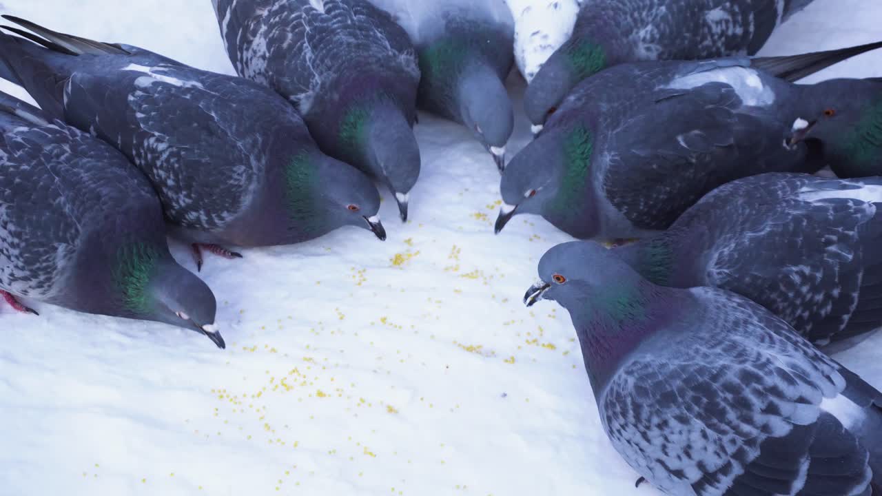 눈 속에서 먹이를 먹는 비둘기