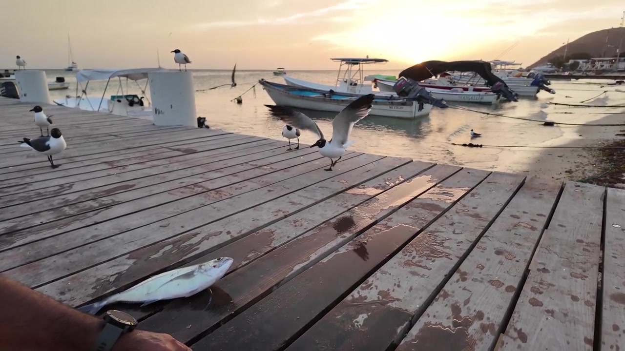 Tilt-up optagelse af en fisker, der renser og tilbereder frisk fisk på en træmole ved solnedgang, med fugle, der flyver over Det Caribiske Hav, Gran Roque, Venezuela.