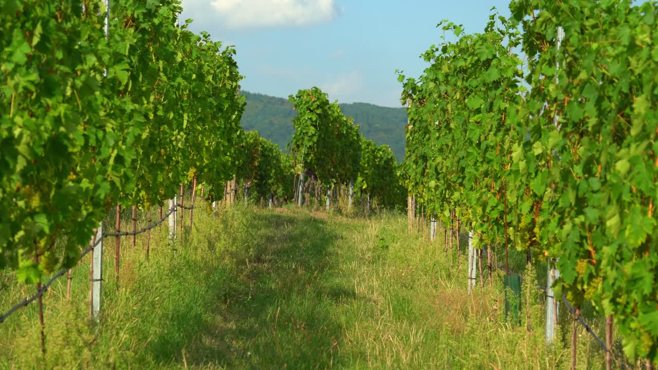 hermosas filas de uvas en el viñedo de la ciudad vieja de weisskirchen, en la región de wachau, austria