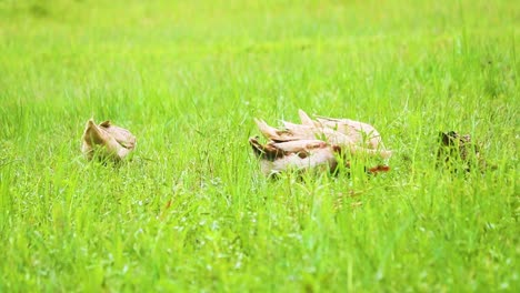 gadwall ducks in the green grass field in bangladesh