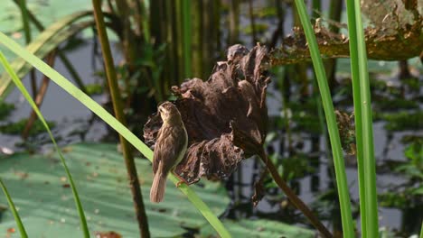 Asian-Golden-Weaver,-Ploceus-hypoxanthus