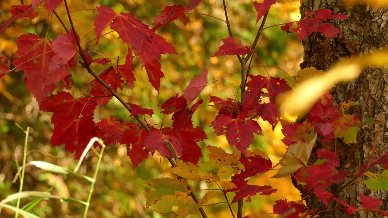 Panoramic shot vibrant autumn leaves in woods, red and yellow colors - Canada
