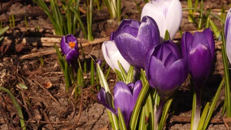 Krokus-Blüht-Im-Garten-Aus-Nächster-Nähe