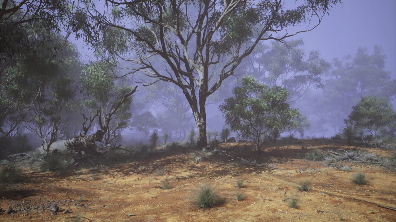 Foggy morning in a tranquil forest with eucalyptus trees and soft earth