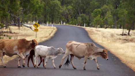 slow-motion: cattle walking across paved road