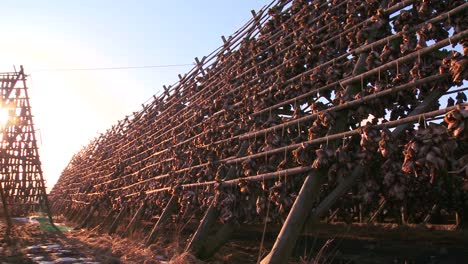 Fish-are-hung-out-to-dry-on-pyramid-wooden-racks-with-high-mountains-background-in-the-Lofoten-Islands-Norway-3