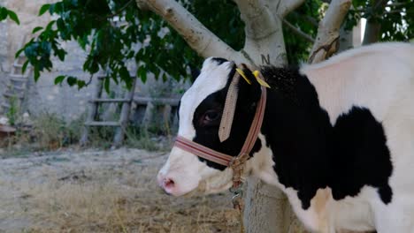 Close-up-black-and-white-calf