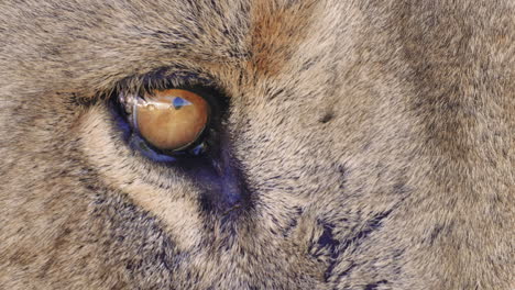 extreme close up lion eye opening and closing