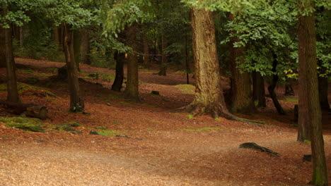 disparo de árboles en un nuevo bosque en una colina ligeramente inclinada