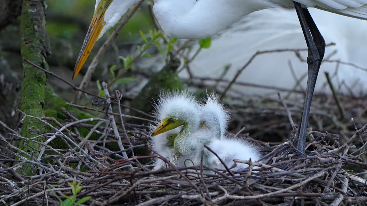 Three baby egret chicks and one of their parents