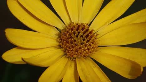 closeup of yellow garden flower.
england. uk