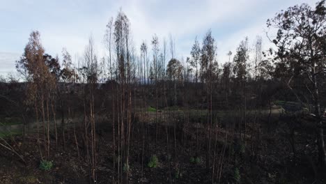 Regrowth-in-Burnt-Algarve-Forest,-Portugal