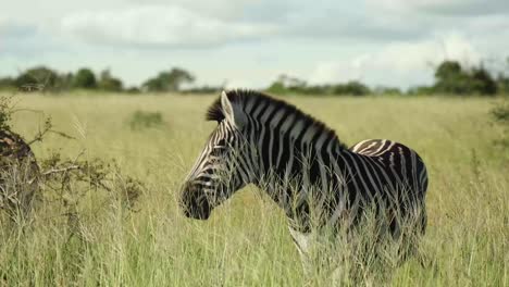 wide shot of a plains zebra feeding on the green grassland in the greater kruger