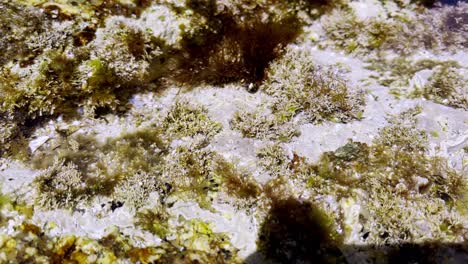 Close-Up-Shot-of-Shrimps-and-Crabs-Swimming-in-Clear-Water-with-Algae