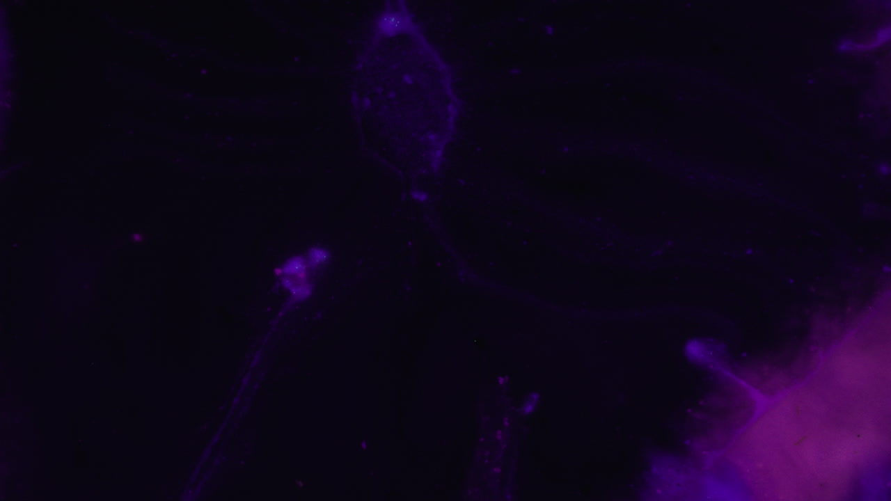 el efecto fluido del arte abstracto púrpura se expande y desaparece.