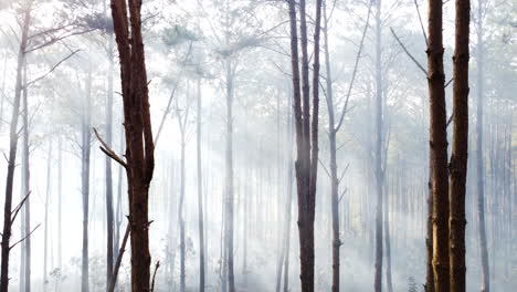 Aerial,-drone-flying-backwards-through-misty-smokey-forest