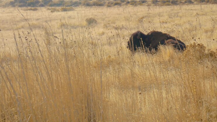 Un bisonte o bufalo sdraiato in un campo e che si rilassa ad Antelope Island, Utah