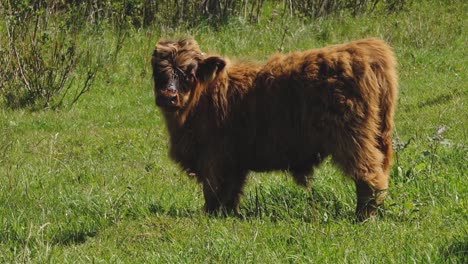 Hochlandrinder-Sind-Auf-Der-Wiese