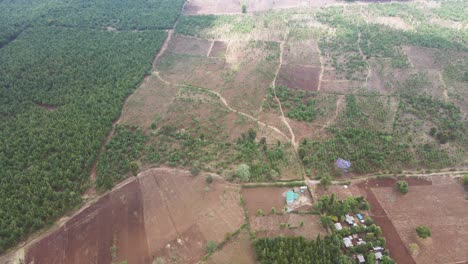 top down view of forest, woodland aerial shot