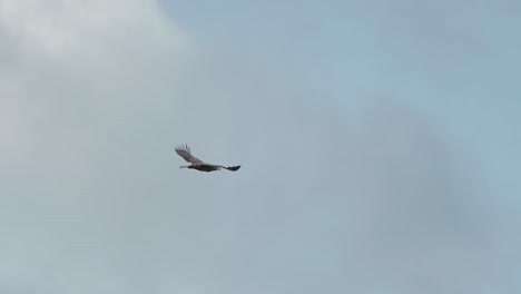 an eagle flying in the cloudy sky