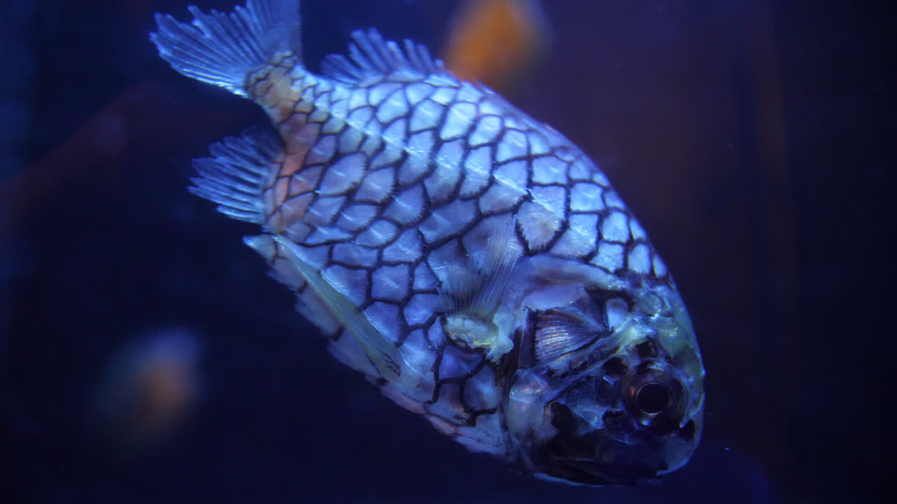 아름다운 파인애플피쉬, 가까이 찍은 파란빛, 클레이도푸스 글로리아마리스