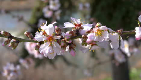 Almendro-Floreciente-En-Un-Día-Soleado