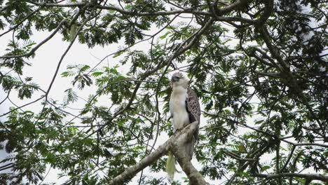 visto mirando hacia la izquierda y luego alrededor durante una tarde ventosa y nublada, águila filipina pithecophaga jefferyi, filipinas