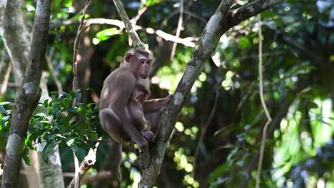 Der-Nördliche-Schweinsschwanzmakake-Ist-Ein-Primat,-Der-Häufig-Im-Khao-Yai-Nationalpark-Vorkommt,-Obwohl-Er-Eine-Gefährdete-Art-Ist