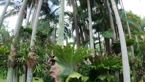 explorando un exuberante jardín tropical con una vegetación diversa