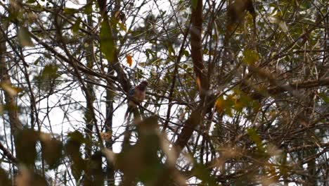 Wunderschöner-Blauer-Vogel,-Der-Inmitten-Eines-Baumlaubs-In-Sanyang,-Gambia,-Steht