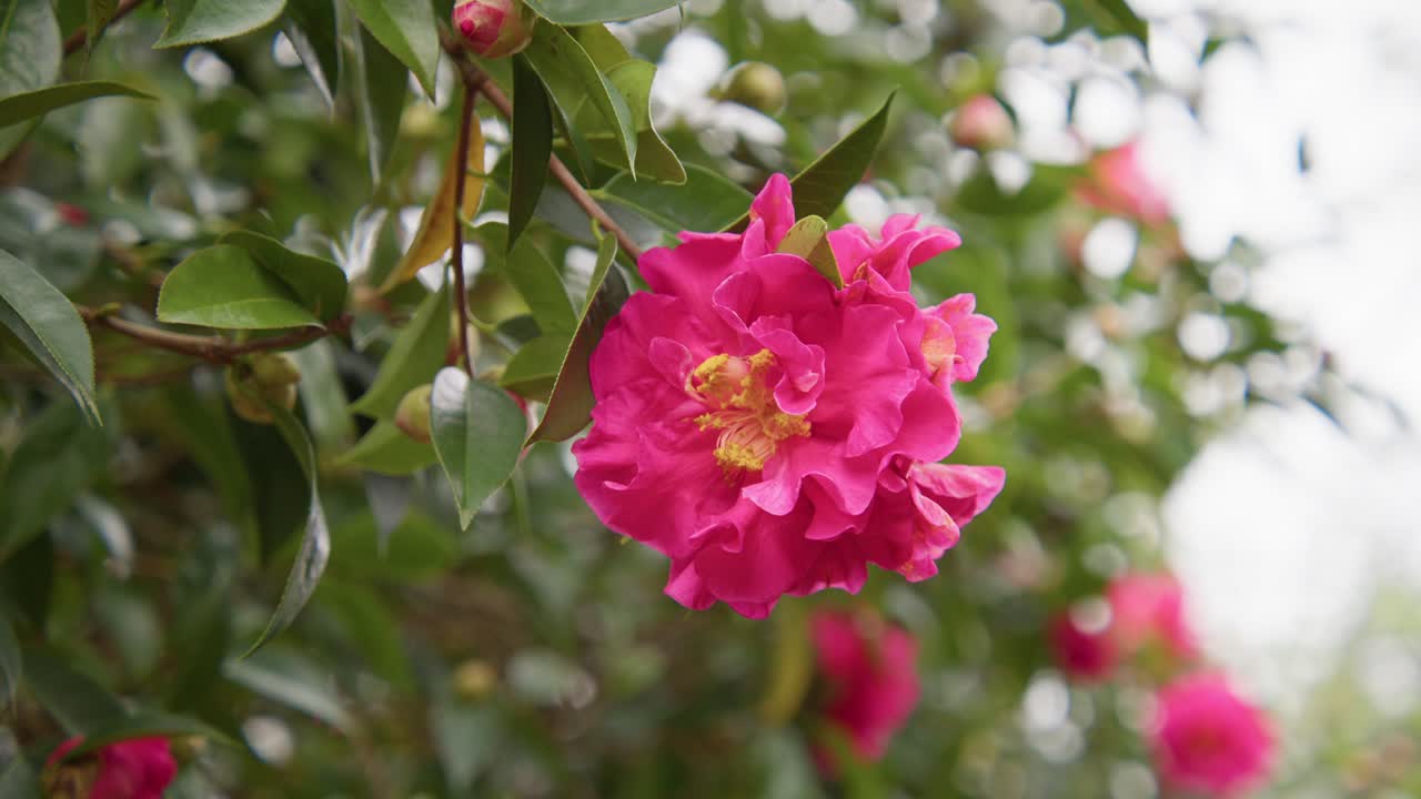 A vibrant camellia in full bloom with soft petals and rich details. Captured in 4K slow motion, this shot showcases the elegance of nature and botanical beauty.