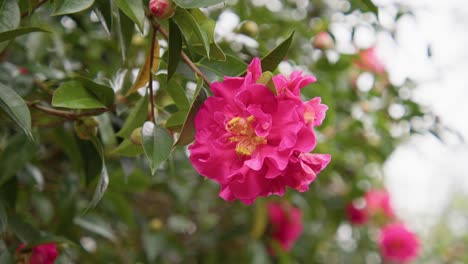 a vibrant camellia in full bloom with soft petals and rich details. captured in 4k slow motion, this shot showcases the elegance of nature and botanical beauty.