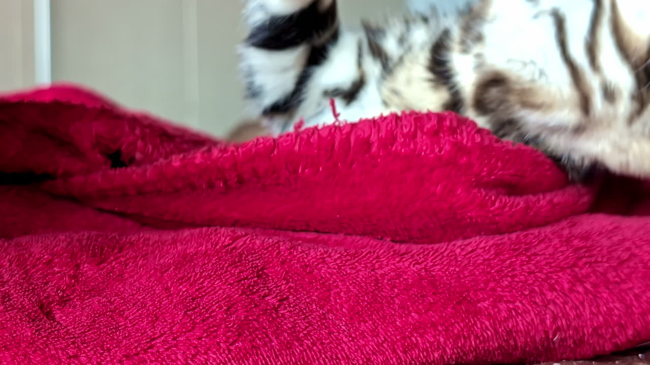 Owner touching softly cute Bengal kitty while sleeping, close up