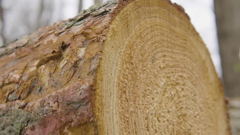 close-up of a freshly cut felled log, a heap of felled timber trees in a woodland area