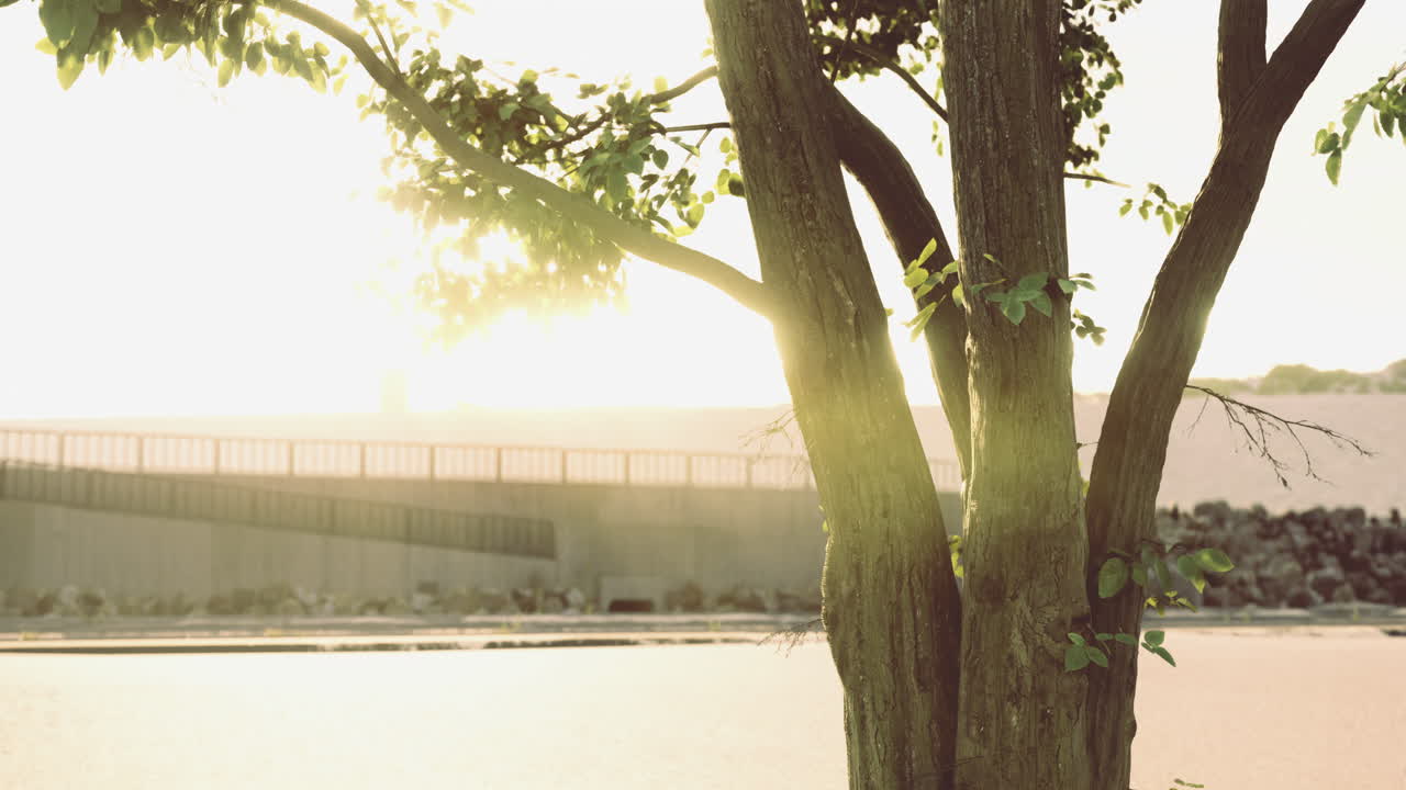 Sunlight filters through tree leaves at a peaceful riverside setting