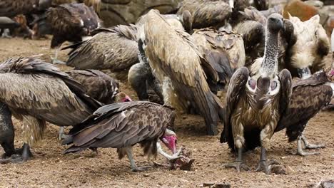 vultures feasting on bones in hoedspruit south africa