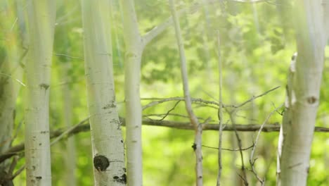 artistic footage of aspen leaves and white trunks quaking in the wind