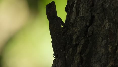 Lagarto-En-Tono-Negro---Piel