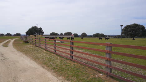 holm oak and bulls on a farm