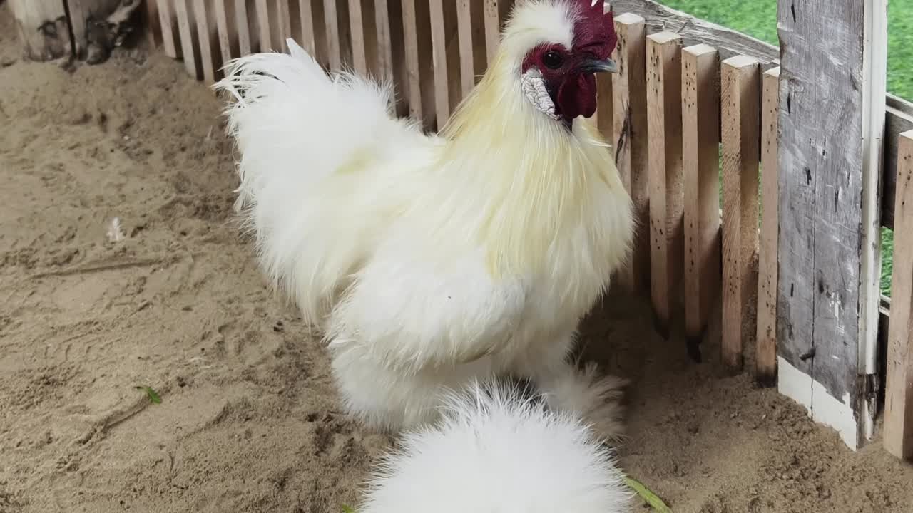 gallo peludo blanco en un corral de granja