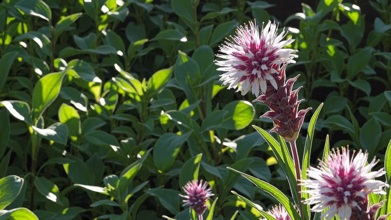 Close-up, eye-level shot of vibrant purple and white flowers against lush green leaves