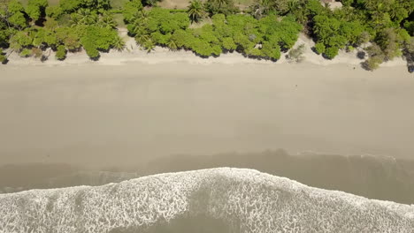 Top-down-aerial-shot-of-Costa-Rican-beach-with-tide-and-palm-trees-at-bottom-and-top-of-frame