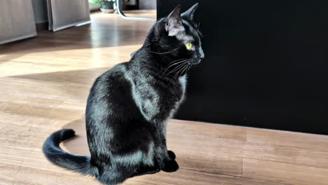 profile view of sleek, black cat sitting on wooden floor in riga, latvia. indoor shot